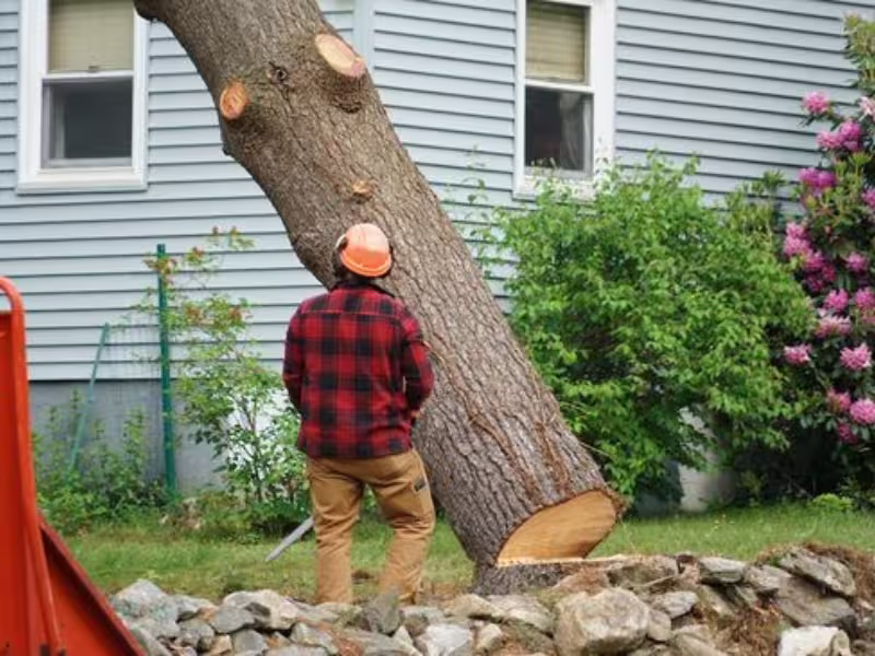 tree removal in tight space in Spanish Fort Alabama safely removing tree near property