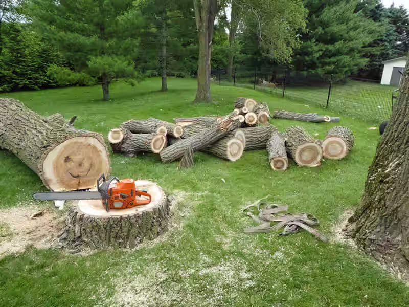 large tree removal service in Mobile Alabama safely removing tree from residential property