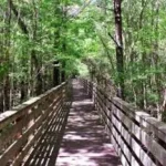 Wooden boardwalk winding through a dense natural forest in Historic Blakeley State Park, Spanish Fort.