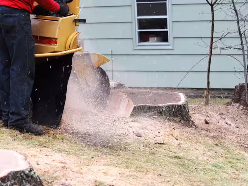 stump grinding and root clearing service in Semmes Alabama removing tree stump completely