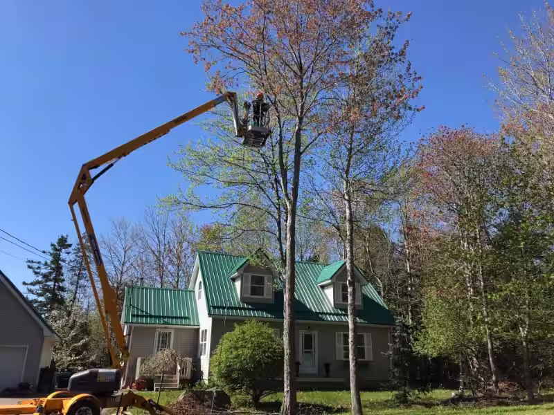 professional tree trimming service in Daphne and Fairhope Alabama improving tree shape and safety