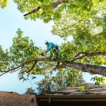tree trimming service improving tree shape and health